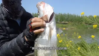 Скачать видео: 路亚钓鱼知识分享如何徒手抓大翘嘴