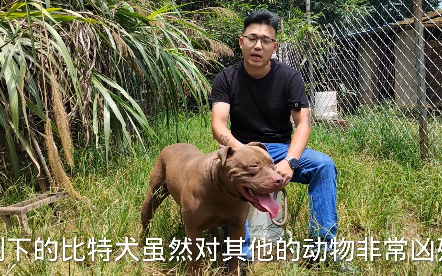 斗犬比特打架上头,狗主人拆狗,会不会被咬