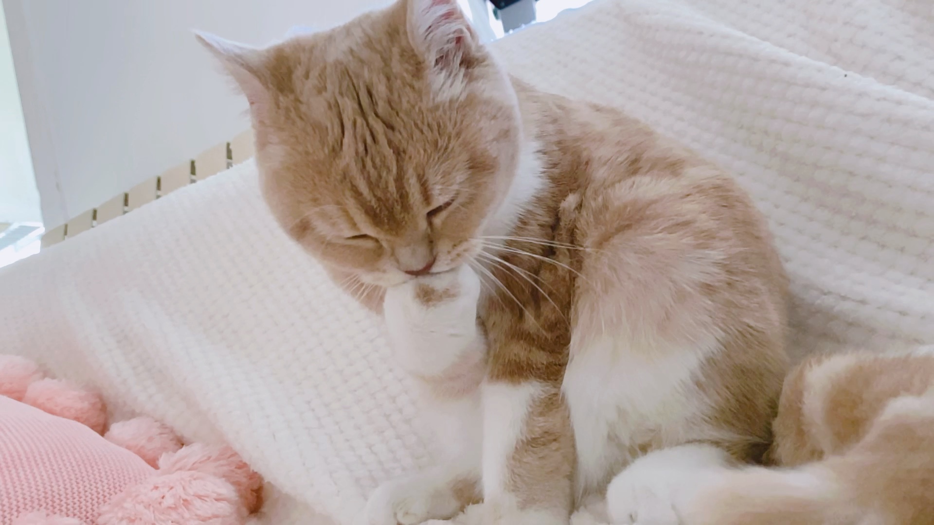 【猫控福利】慢动作猫咪舔手,超可爱,想rua