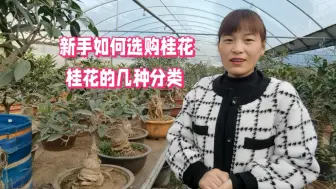 Скачать видео: 如何选购桂花？新手一定要看