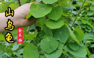 山乌龟又叫金不换，好养又好看，被称为植物界的“活化石”！