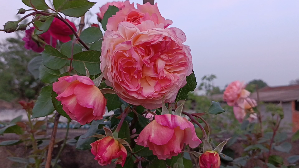 浓香小爬藤月季——安德烈·杜加德_哔哩哔哩_bilibili