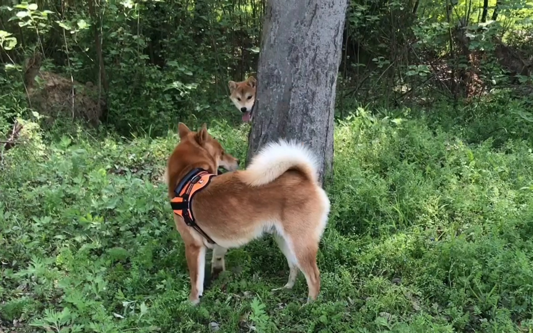 【中华田园犬】别再来说是柴犬串了!瞪大眼睛看清楚 ok?