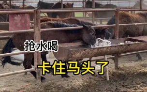 Скачать видео: 新疆马三天没吃没喝渴坏了，下车抢水喝，卡住脑袋出不来了！