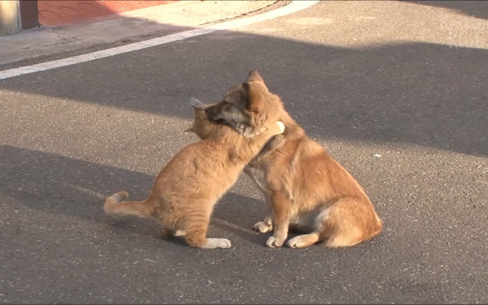 [图]猫咪每日安慰被遗弃的小狗，被人类抓住后，小狗以身试险救猫咪