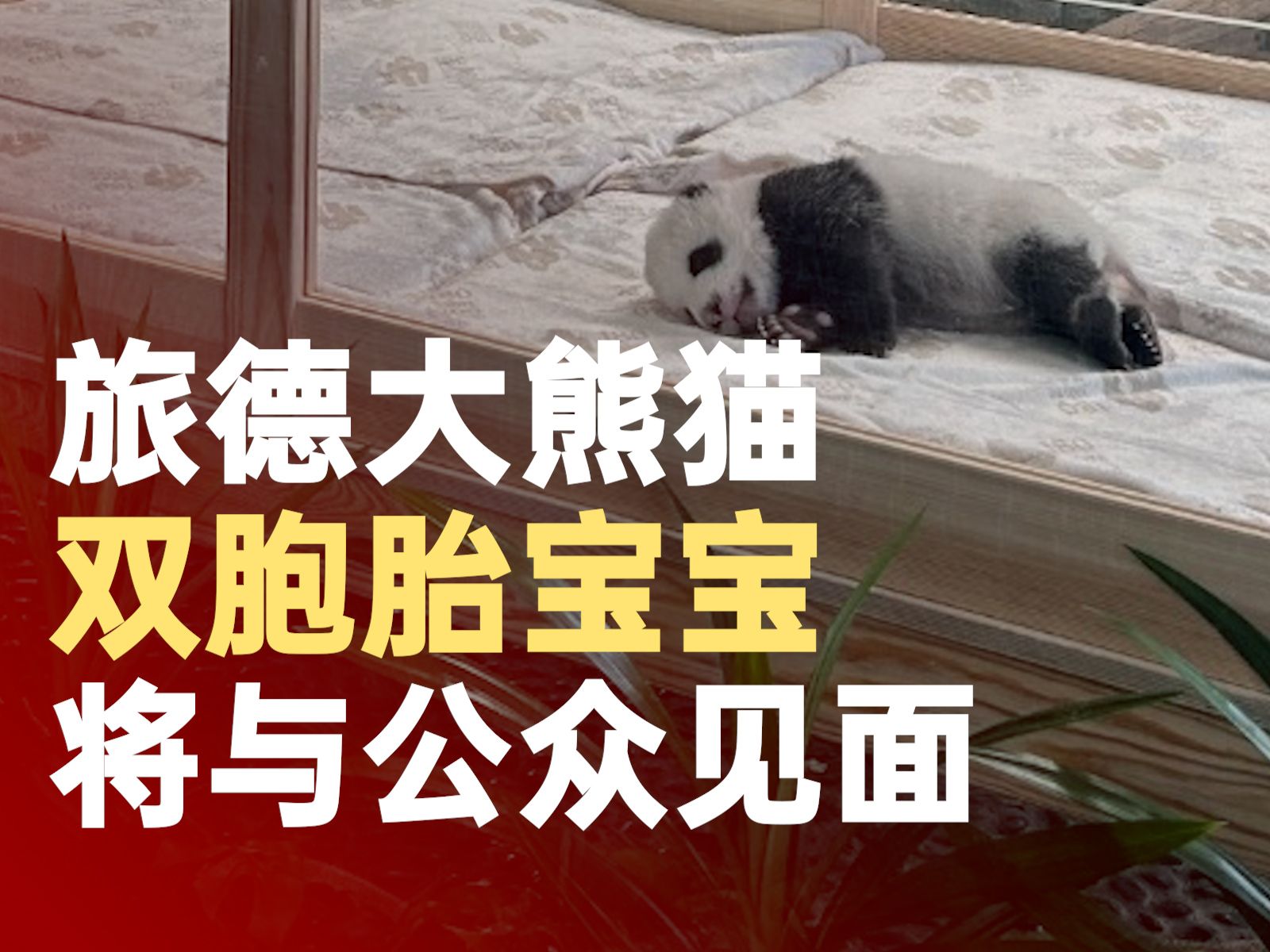 旅德大熊猫双胞胎宝宝将轮流与公众见面哔哩哔哩bilibili