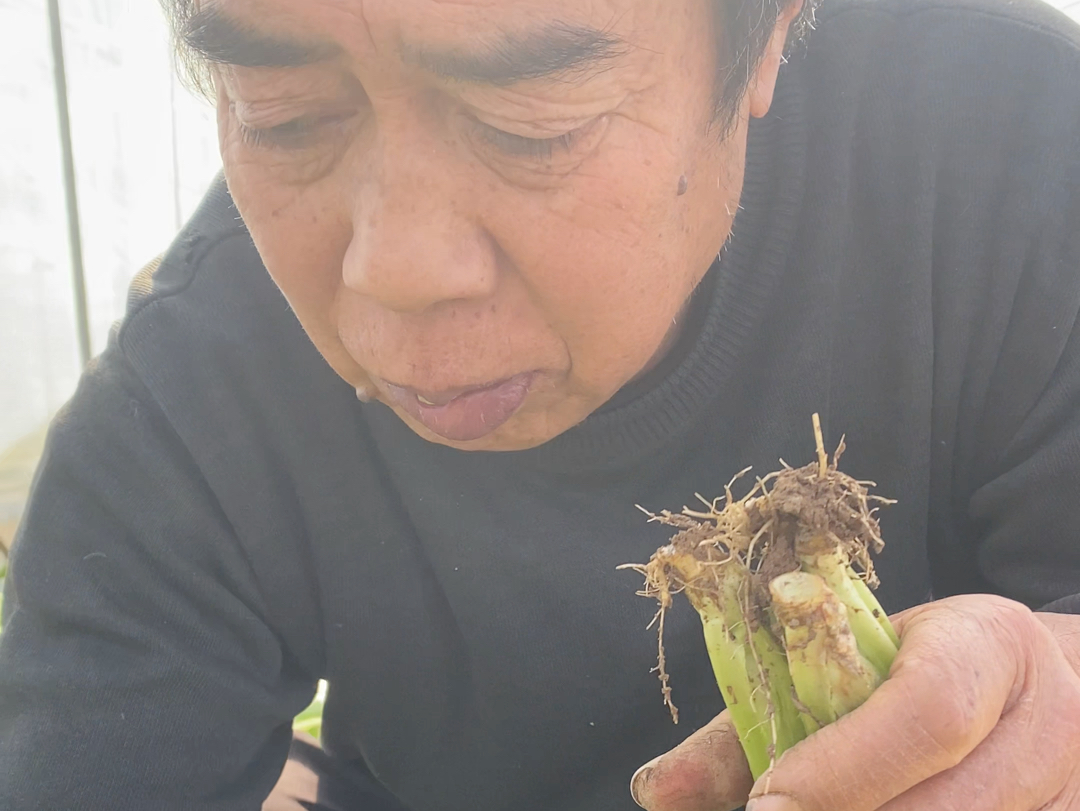 菜园子的风景 虽不惊艳 但足够治愈人心,没有诗和远方,菜园子里种种菜,拍拍琐碎的小美好,致我们平庸的小生活.人间烟火气,最抚凡人心哔哩哔哩...