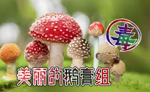 Download Video: 红伞伞白杆杆，世界上最美丽的毒蘑菇之一：鹅膏属鹅膏组