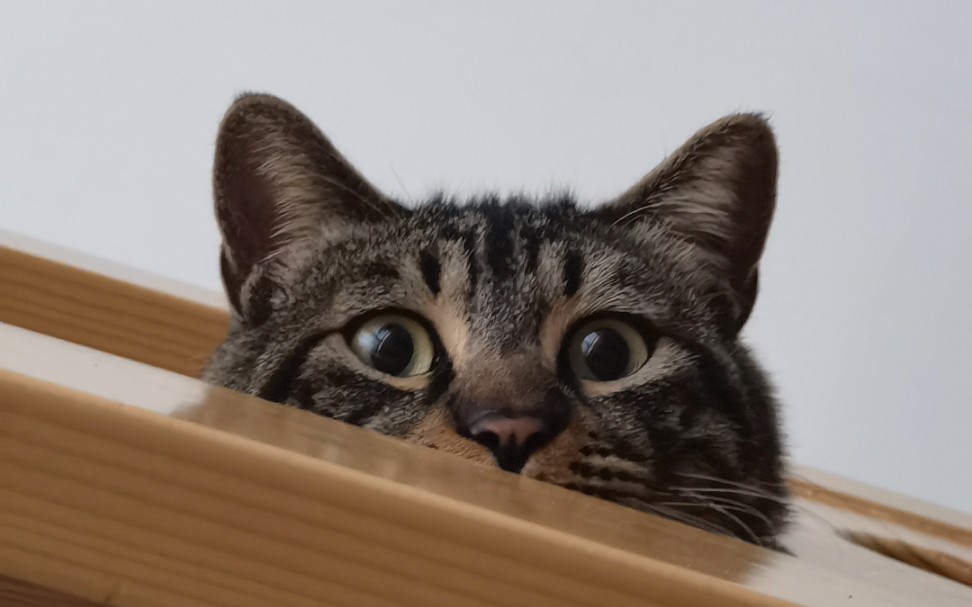 活动作品小猫探头小猫和我打架