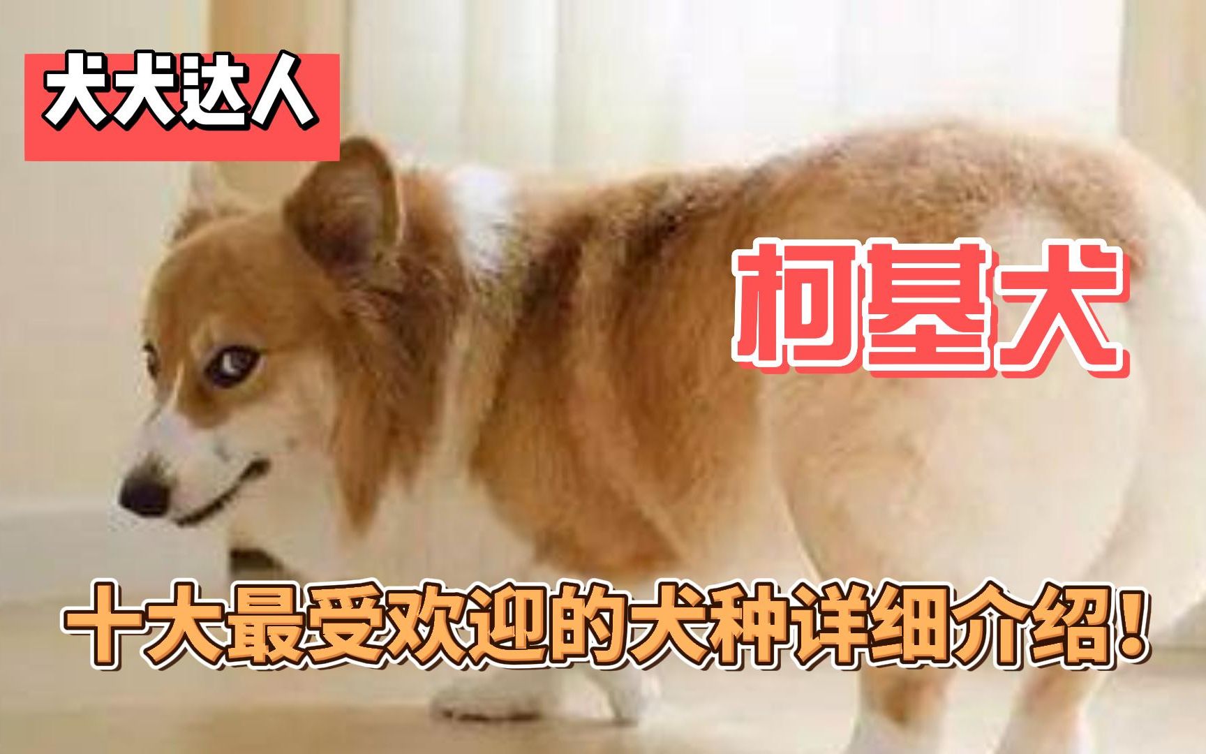 【犬犬达人】这十大最受欢迎的犬种详细介绍!柯基犬(Corgi)哔哩哔哩bilibili