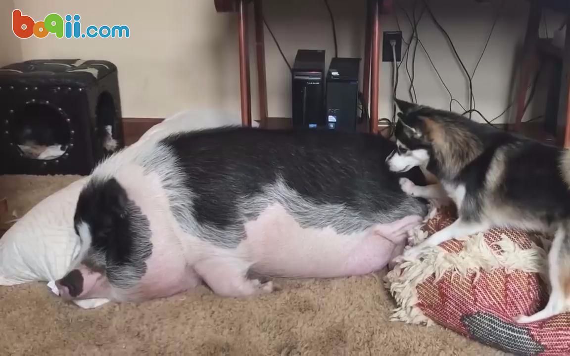488期:对付不爱动的懒猪,哈士奇有绝招_哔哩哔哩_bilibili