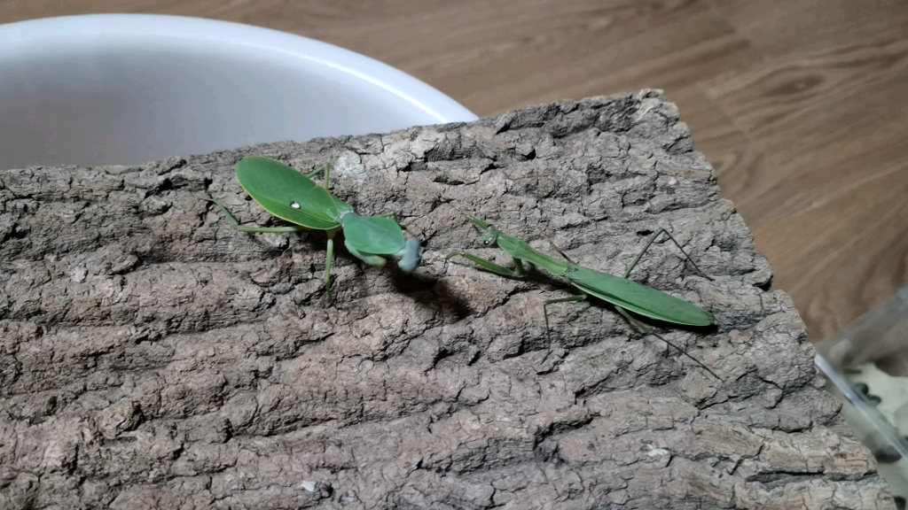 基菱背螳捕食华刀