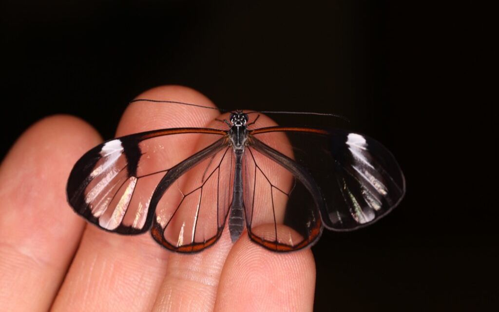 玻璃翼蝶有毒吗图片