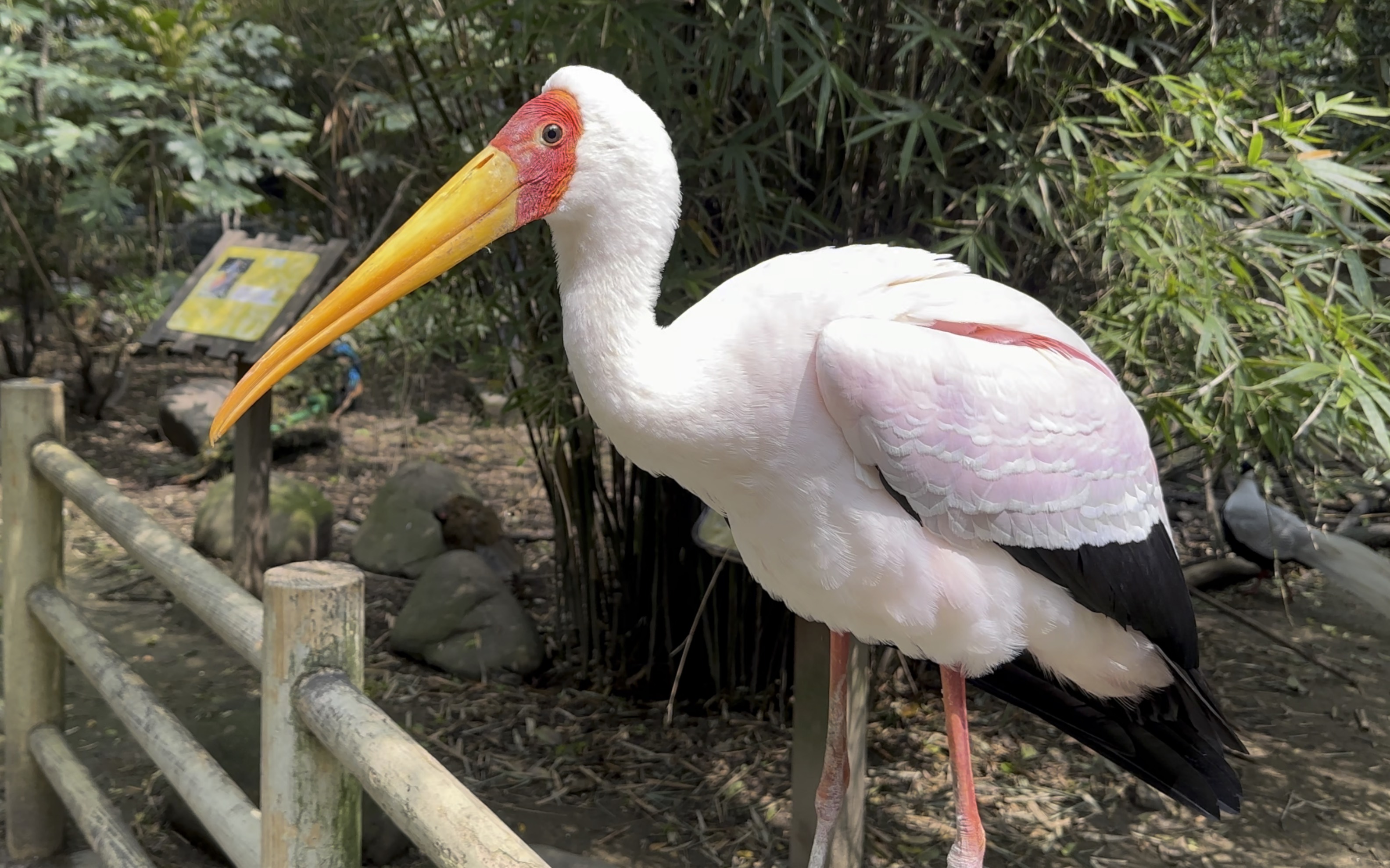 上海动物园的忘记叫什么名字的鸟