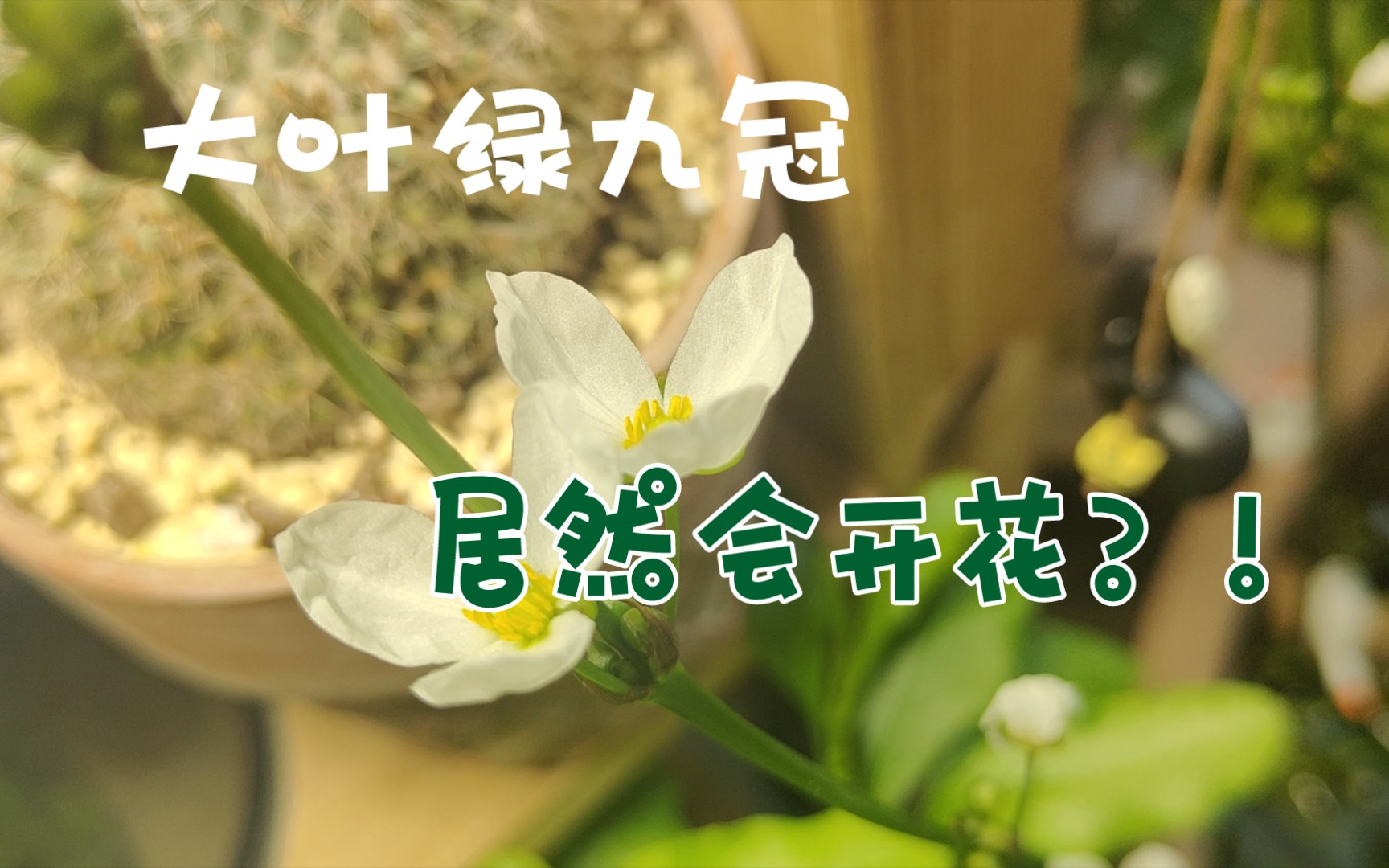 三无生态缸〗大叶绿九冠居然会开花?