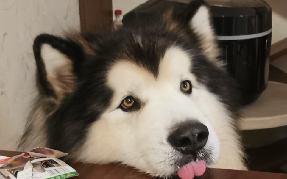 【阿拉斯加】听声音歪头杀,超萌的一只大狗子_哔哩哔哩_bilibili