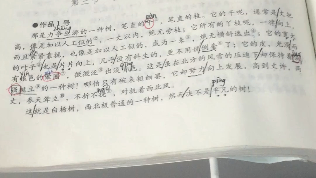 白杨课文 B站