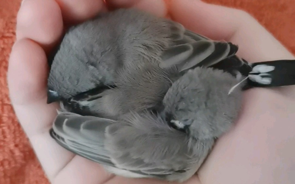 【珍珠鸟】团成一团睡觉觉_哔哩哔哩_bilibili