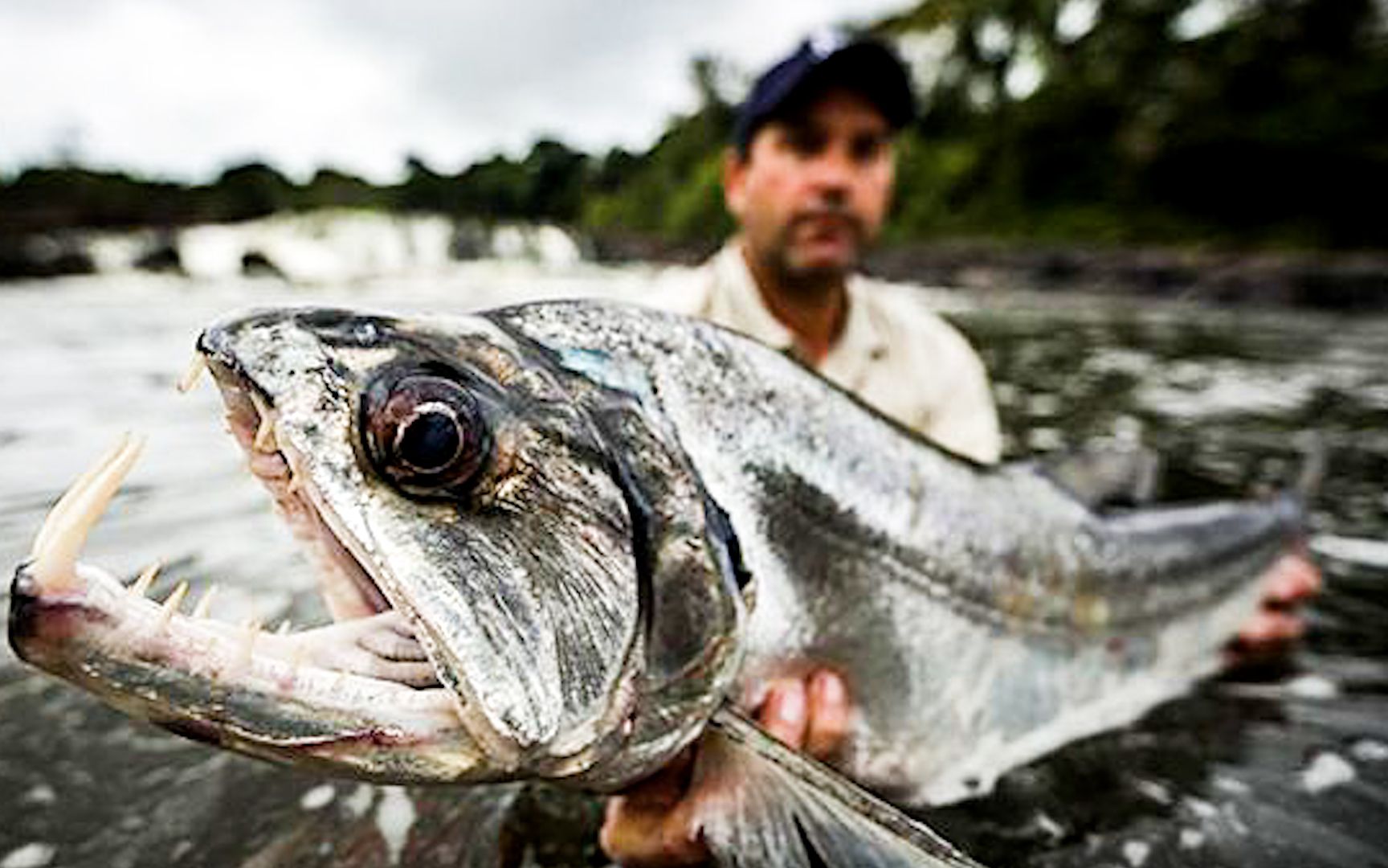 活动  《科学怪鱼》黑鱼发生变异成为食人鱼