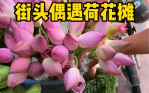 Télécharger la video: 街头偶遇荷花摊，一朵6元，46买了一束