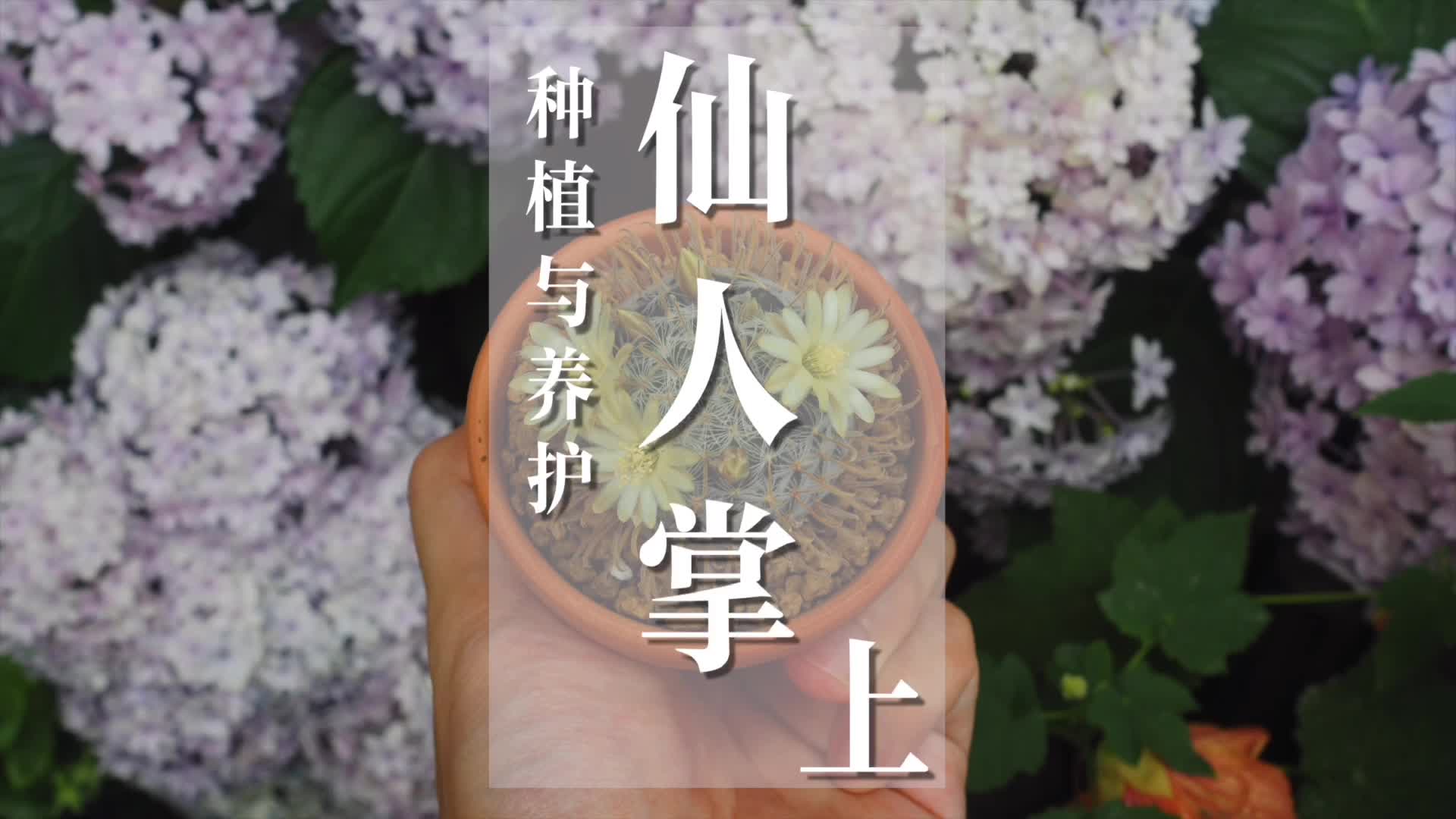 仙人掌的种植养护上哔哩哔哩bilibili