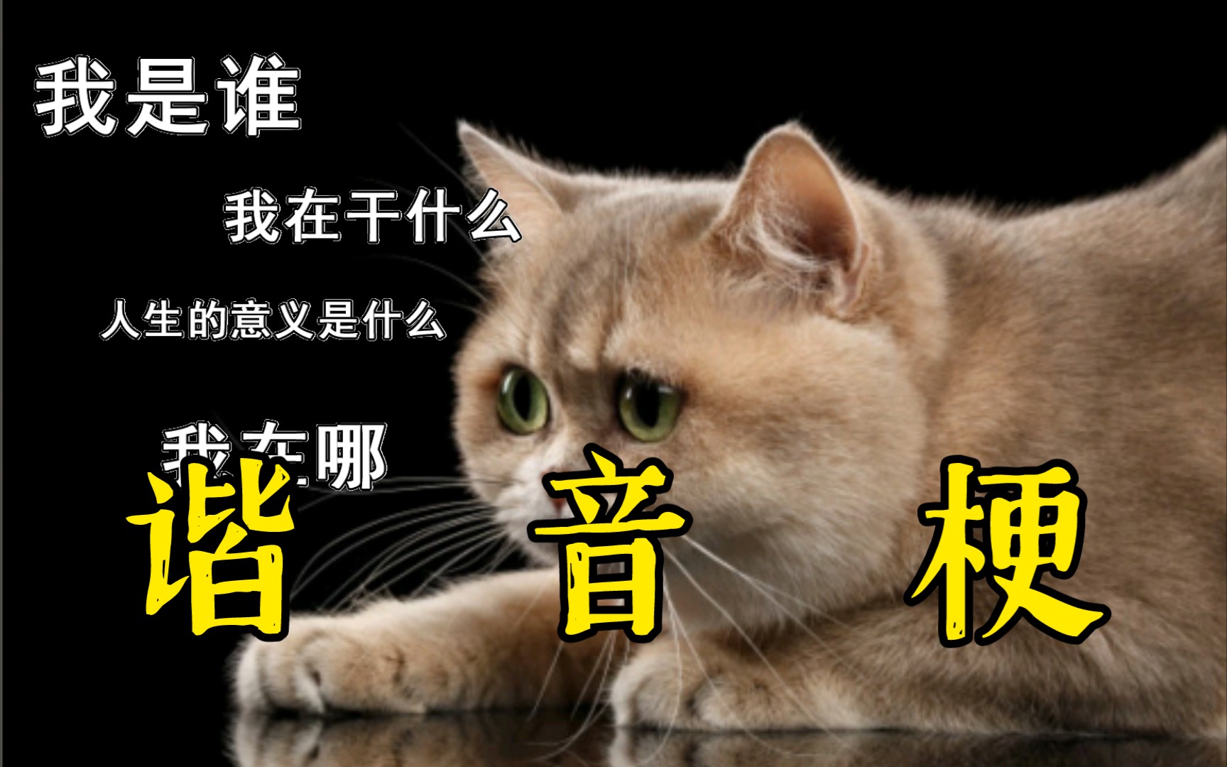 喵星人:瞅你咋地!