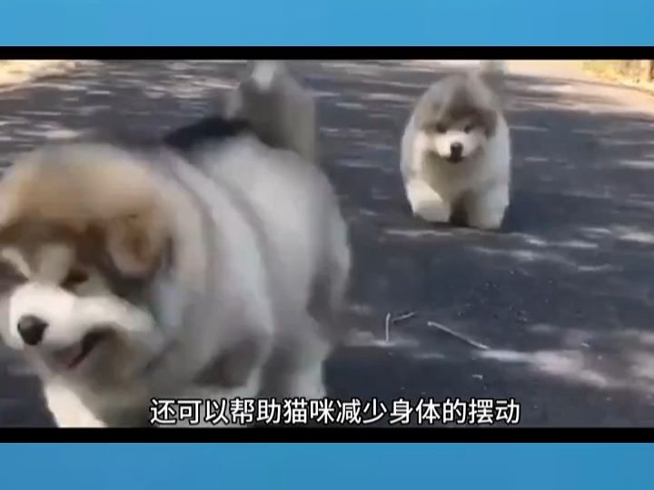 猫咪走路为什么只有两只脚印哔哩哔哩bilibili