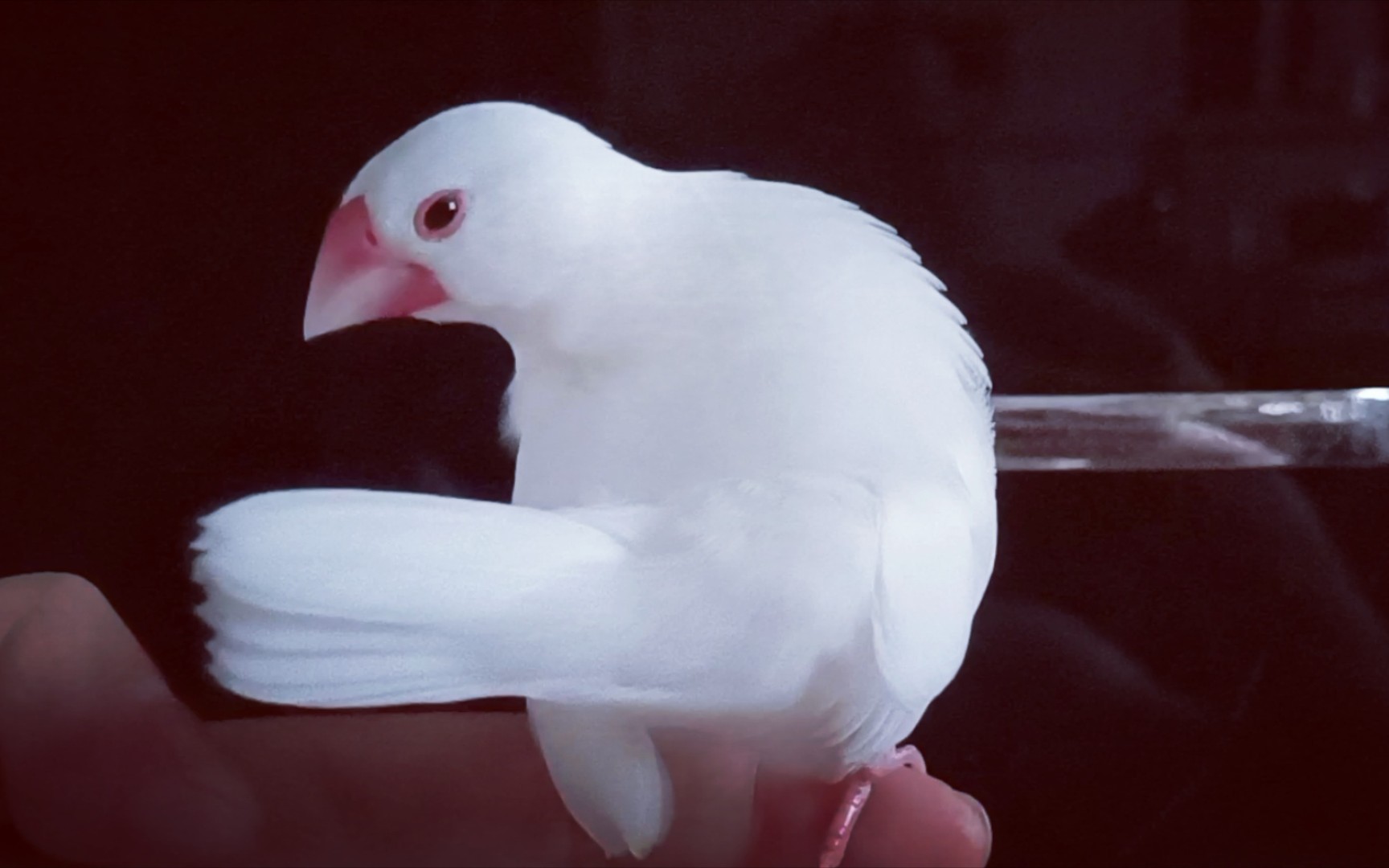 调皮可爱的小文鸟:欢欢