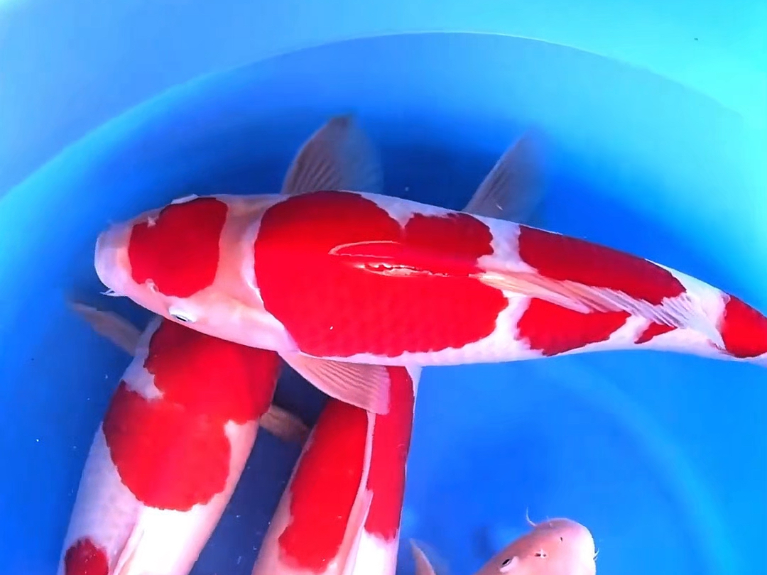 名越三四段红白锦鲤,两岁五十加滴观赏鱼.