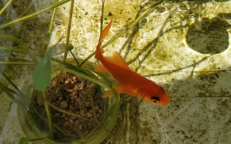 这条草金总是喜欢追逐别的鱼