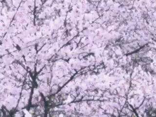 【廃盤】 中野テルヲ マイ・エイリアン カナリア など BS-1013 中野テルヲ-哔哩哔哩_Bilibili