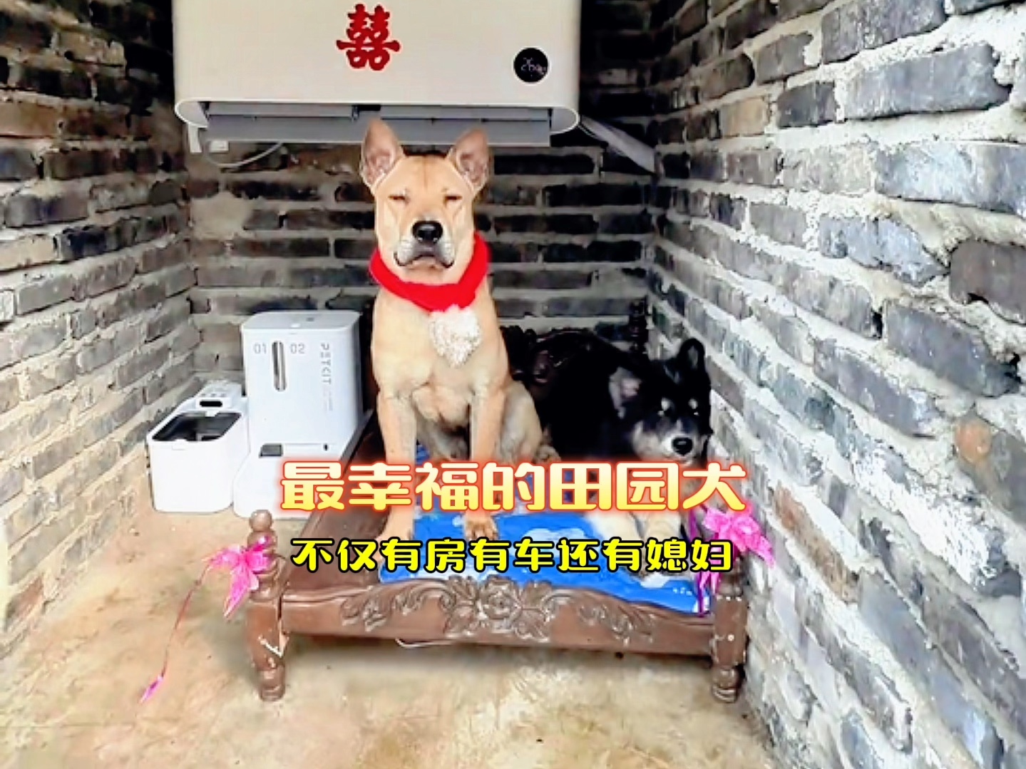 全网最幸福的中国田园犬,不仅有房有车,还有200平米的豪华院子,更重要的是铲屎官还帮忙娶媳妇哔哩哔哩bilibili