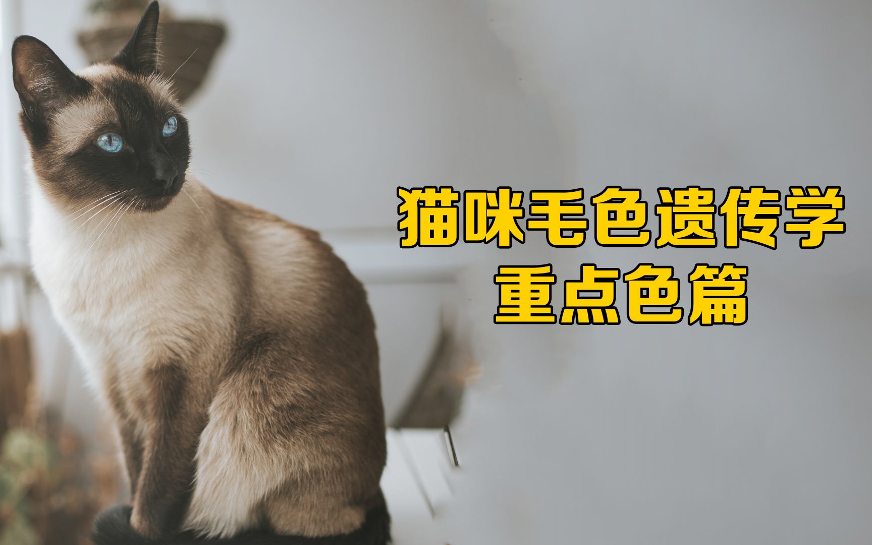 猫咪的重点色是怎么来的?为什么暹罗猫会变色?什么猫有重点色呢?哔哩哔哩bilibili