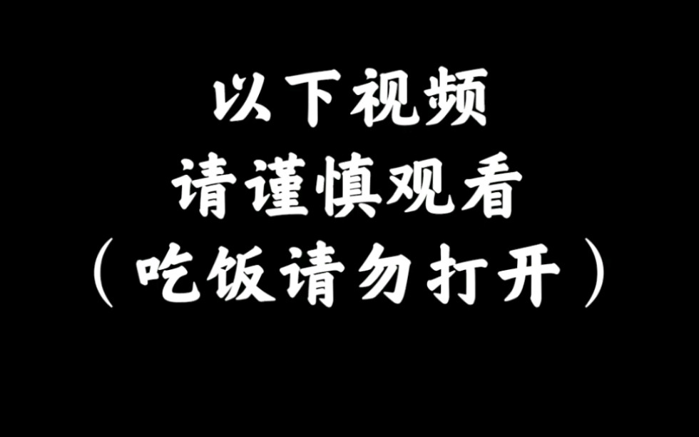 【非洲迷你刺猬】请谨慎观看