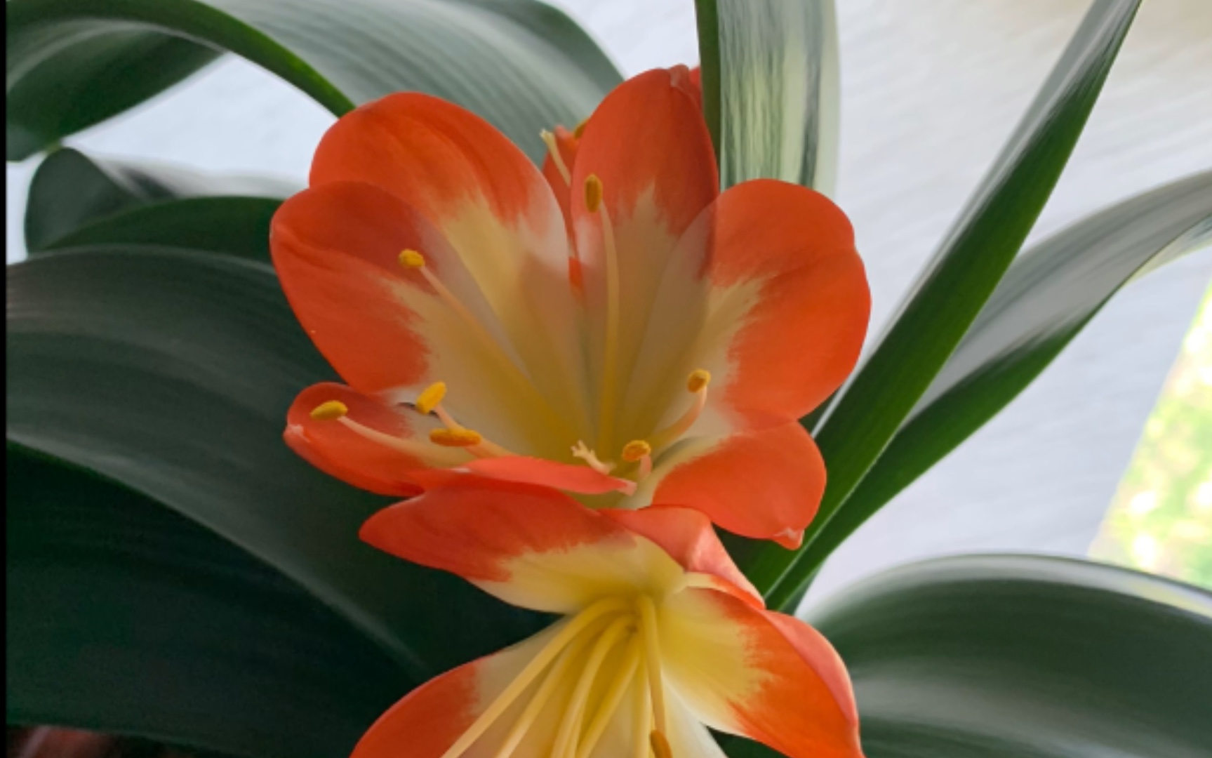 云子的花_哔哩哔哩_bilibili