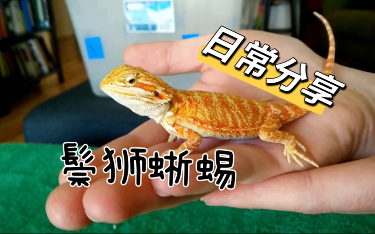 鬃狮蜥蜴|日常分享哔哩哔哩bilibili