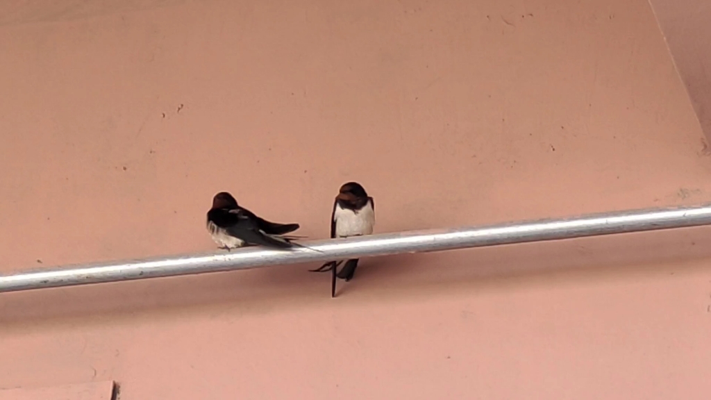 春天来了,小燕子飞回来了