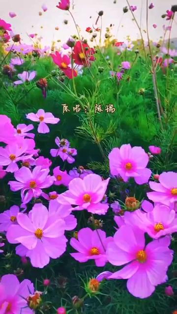 [图]花海相遇