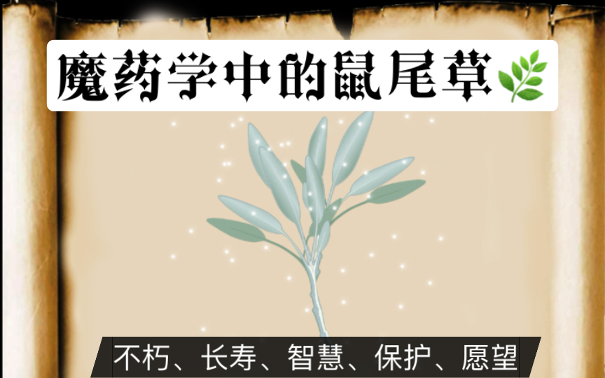 魔药学入门:鼠尾草(不朽、长寿、智慧、保护、愿望)哔哩哔哩bilibili