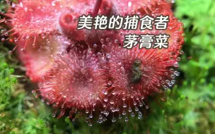 Download Video: 茅膏菜捕食昆虫的惊人实录！