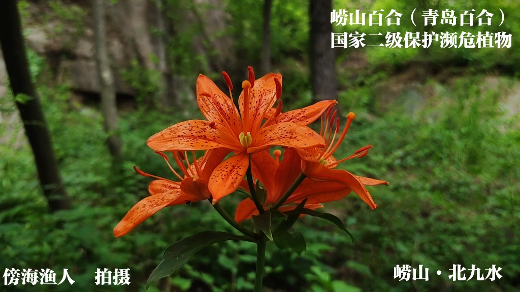 崂山百合 国家二级濒危保护植物 拍摄于崂山风景区 2023.6.10哔哩哔哩bilibili