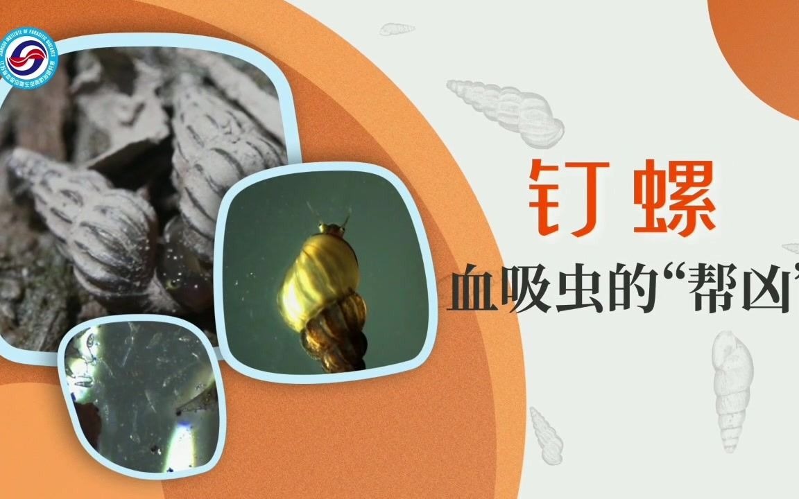 [图]钉螺—血吸虫的“帮凶”