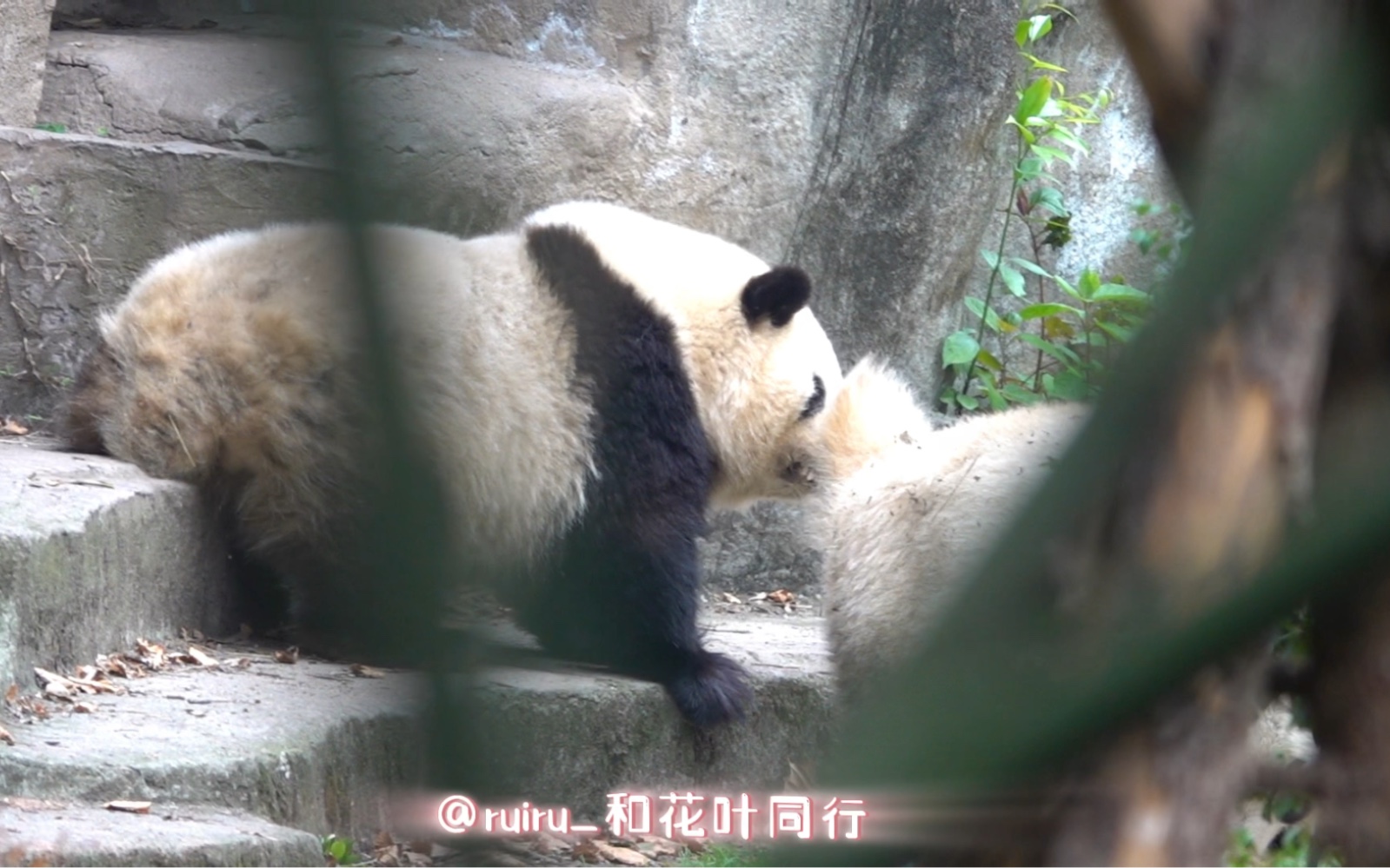 [图]4.1小叶子用屁屁标记花花大脸ber…亲妈过于震惊手抖到无法控制。凑迪迪表示姐姐是自己一熊的，还拿手手搭着花花肩膀以示主权