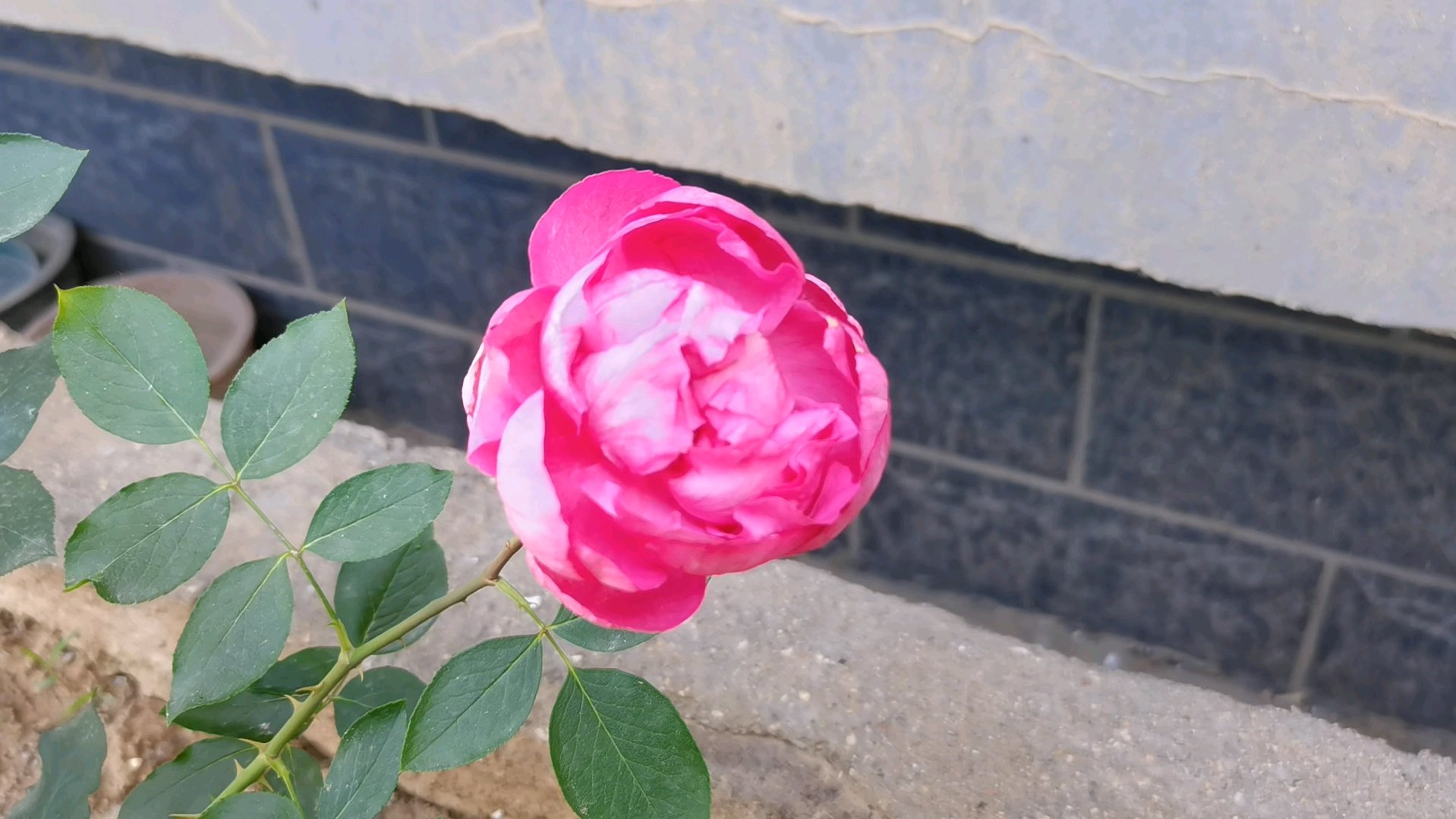 伊芙乙女心月季