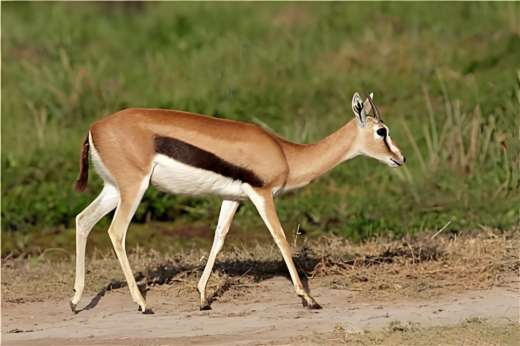 动物园中的小羚羊