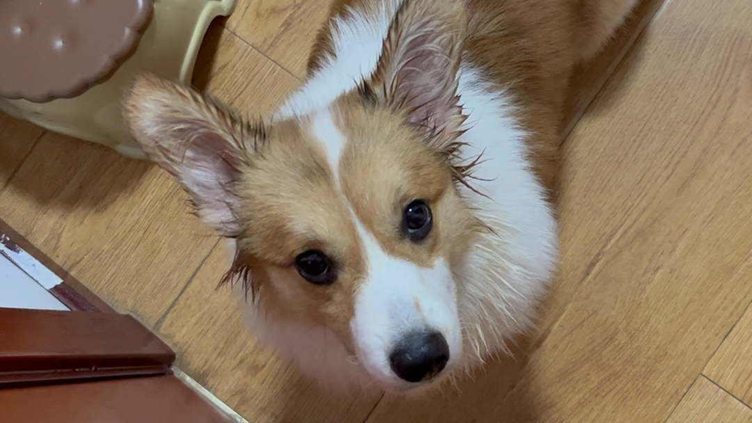 【快落的八达鸟】视频已打包,欢迎围观!