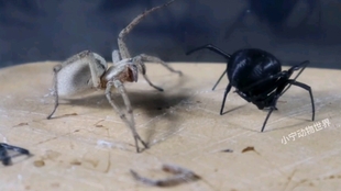 六眼沙蛛 毒性最強之一的蜘蛛 毒牙卻這麽小 ಡwಡ Hiahiahia 哔哩哔哩 つロ干杯 Bilibili