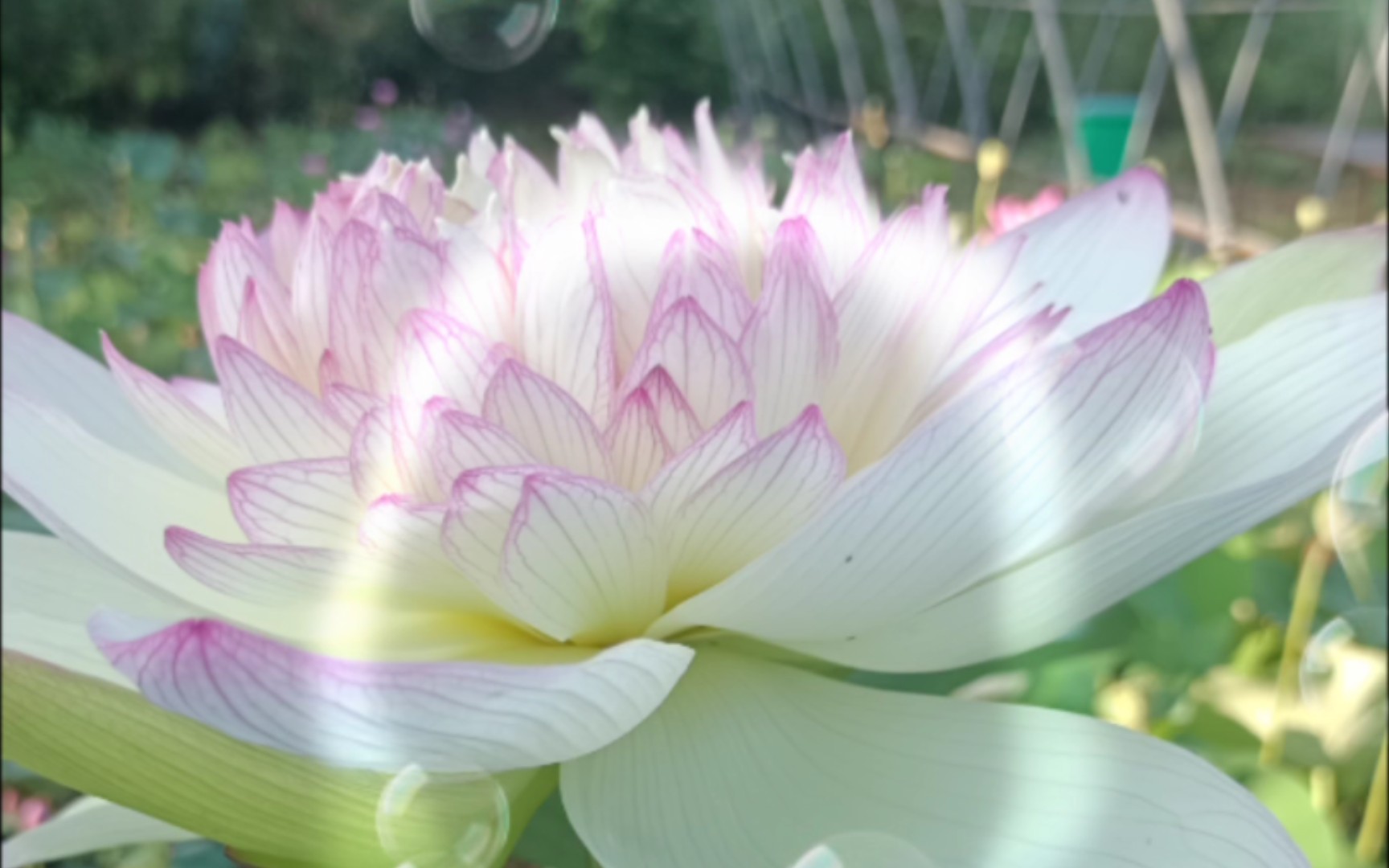 新云锦碗莲,海底的感觉,喜欢的可以找我哈