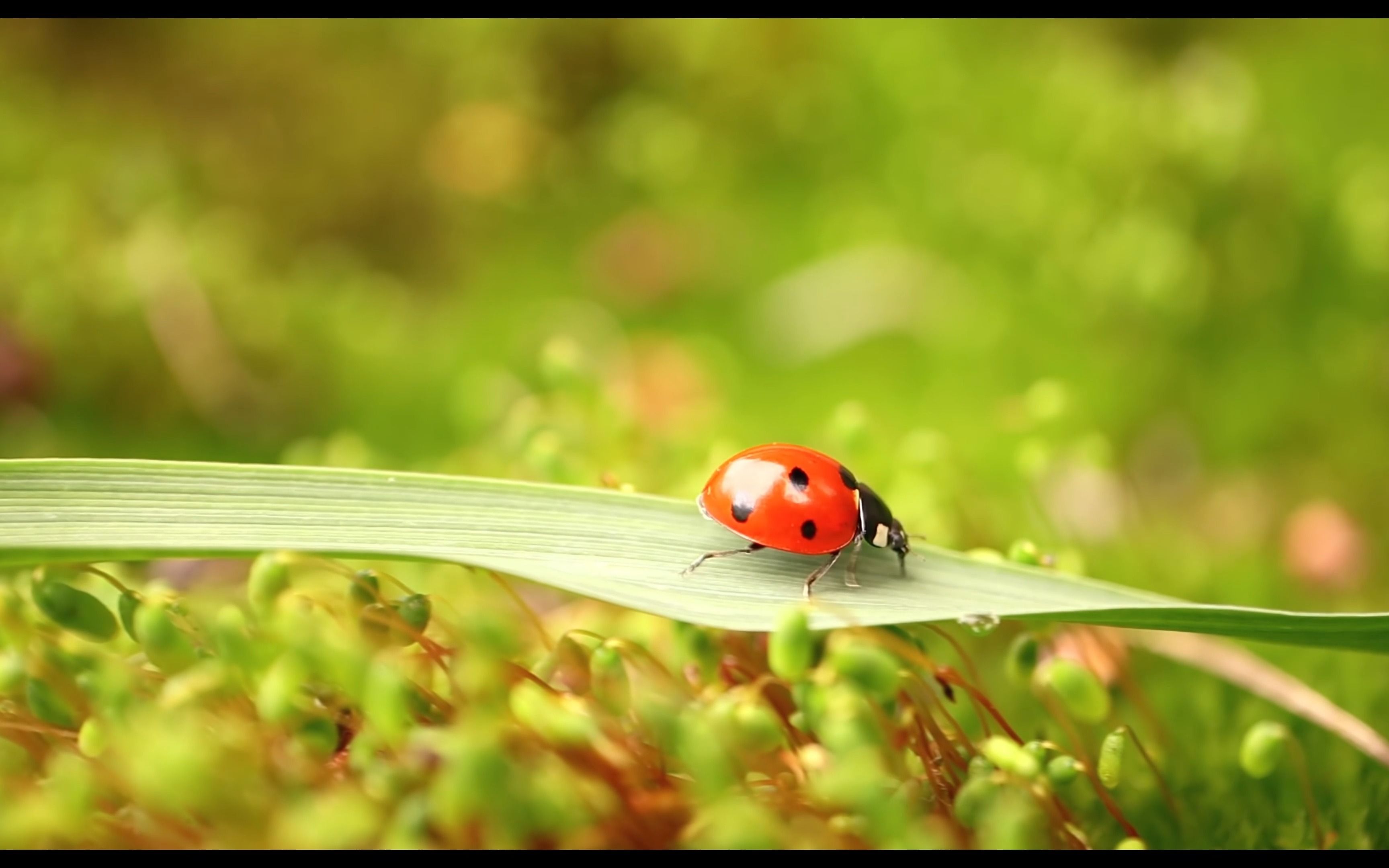 七星瓢虫 大自然 昆虫