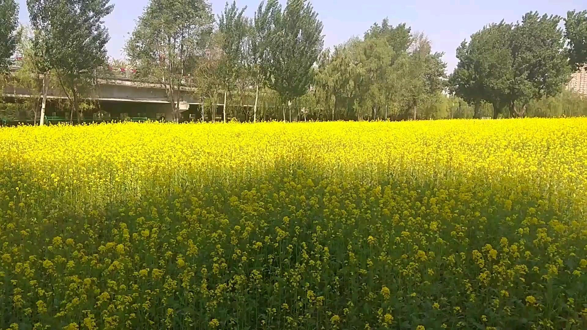 [图]沈阳长白岛森林公园